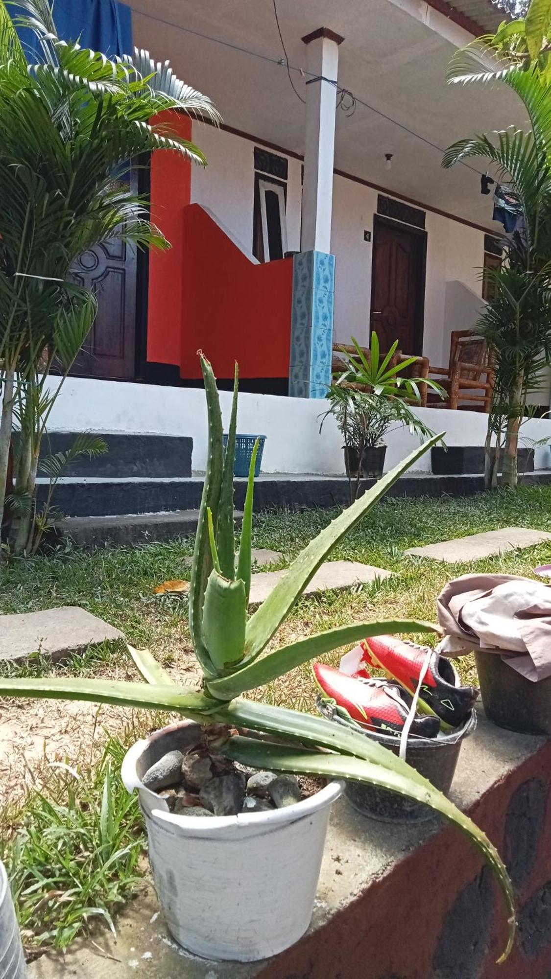 Roy Homestay Kuta Kuta  외부 사진